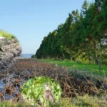 More Trees Can Mean Fewer Birds, New Study Warns