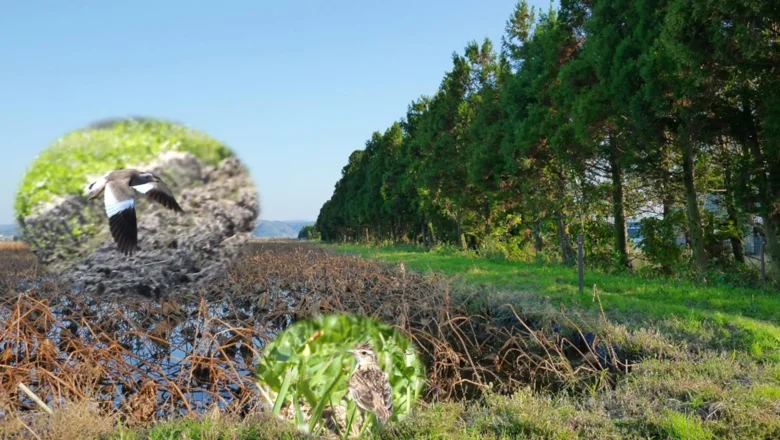 More Trees Can Mean Fewer Birds, New Study Warns