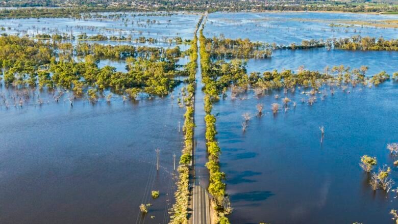 Massive Murray Flood Boosted Ocean Life, Flushed Millions of Invasive Carp Into the Sea