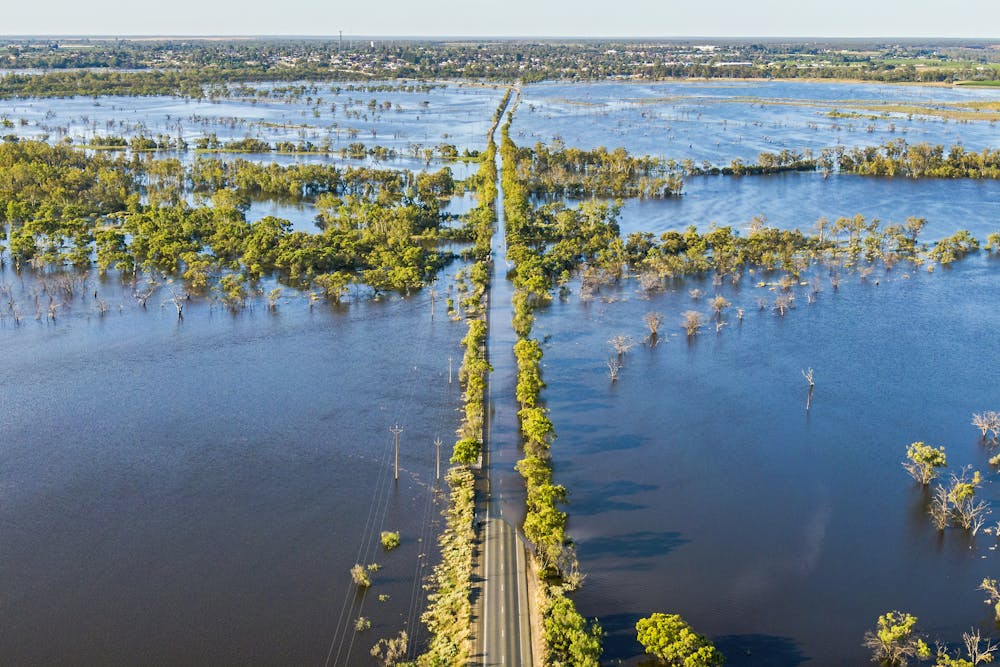 Massive Murray Flood Boosted Ocean Life, Flushed Millions of Invasive Carp Into the Sea