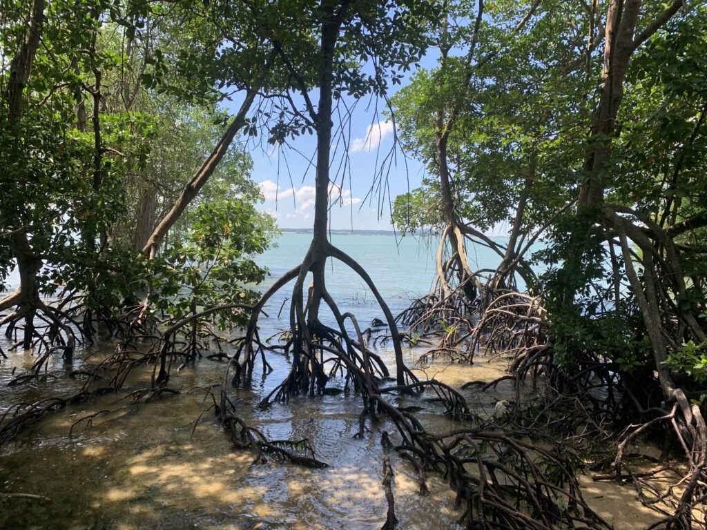 Global Mangrove Forests Recover After Decades of Decline, Study Finds