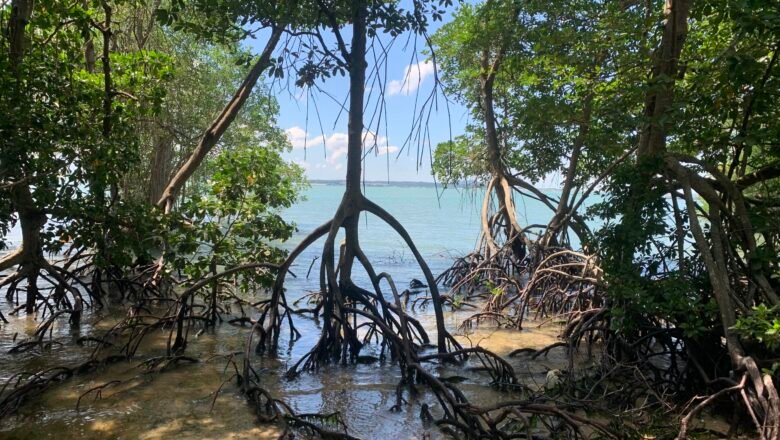 Global Mangrove Forests Recover After Decades of Decline, Study Finds