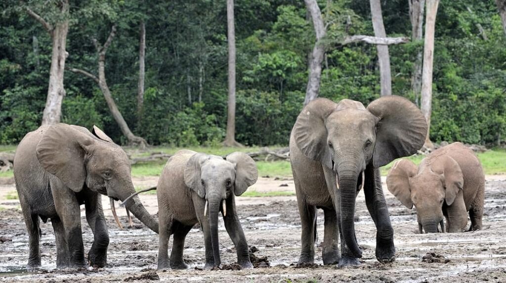 Protecting Elephants Also Protects India Forest Carbon, New Study Finds