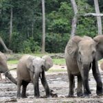 Protecting Elephants Also Protects India Forest Carbon, New Study Finds