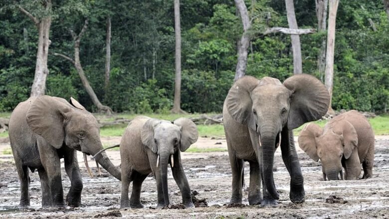 Protecting Elephants Also Protects India Forest Carbon, New Study Finds