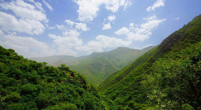 Saudi Arabia Reviews Progress on 35.4 Billion Tree Target Highlights Afforestation to Combat Rising Temperatures