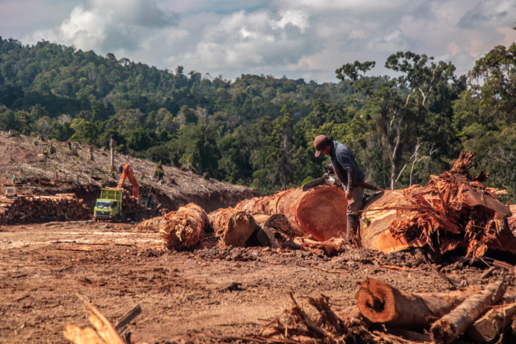 Wood Pellet Exports Linked to Tropical Forests Loss, Indigenous Threats in Indonesia: Report