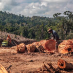Wood Pellet Exports Linked to Tropical Forests Loss, Indigenous Threats in Indonesia: Report