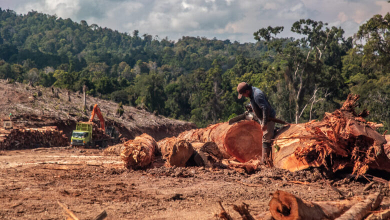 Wood Pellet Exports Linked to Tropical Forests Loss, Indigenous Threats in Indonesia: Report