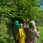 Climate Change Disrupts Ladakh’s Apricot Harvest Threatens Livelihoods and Culture