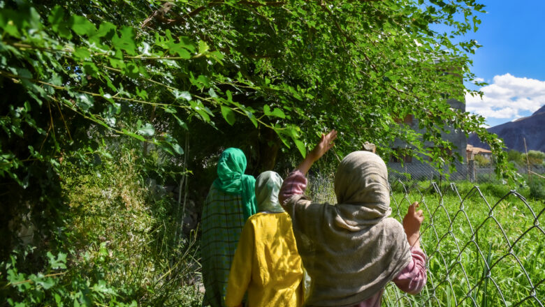 Climate Change Disrupts Ladakh’s Apricot Harvest Threatens Livelihoods and Culture