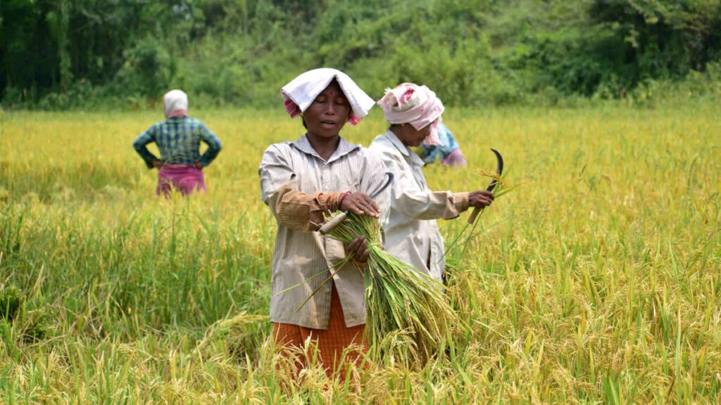 India Records Driest June in 12 Years, Raising Fears Over Crop Production
