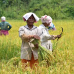 India Records Driest June in 12 Years, Raising Fears Over Crop Production