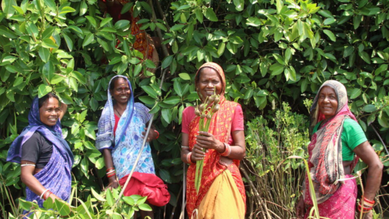 Odisha Women Plant 45,000 Mangroves to Build a Natural Shield Against Cyclones