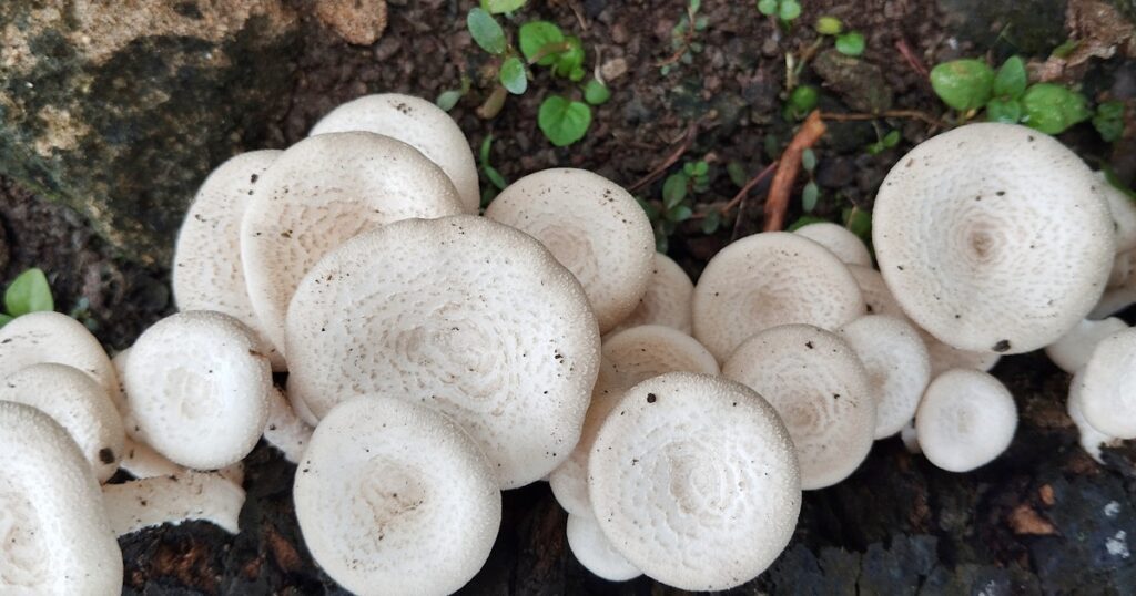 From Forest Waste to Plate: Nigerian Researchers Successfully Cultivate Wild Native Mushroom on Local Sawdust