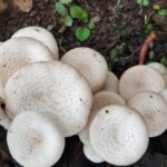 From Forest Waste to Plate: Nigerian Researchers Successfully Cultivate Wild Native Mushroom on Local Sawdust