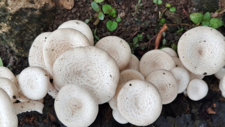 From Forest Waste to Plate: Nigerian Researchers Successfully Cultivate Wild Native Mushroom on Local Sawdust