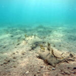 Silent Collapse of Australia’s Undersea Meadows