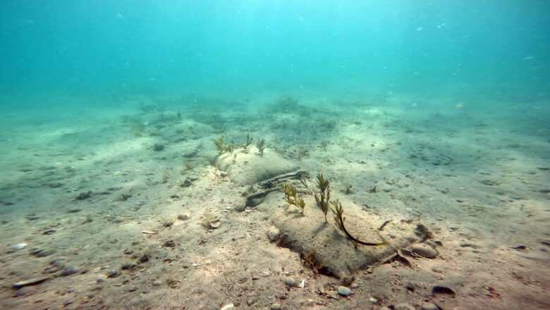 Silent Collapse of Australia’s Undersea Meadows