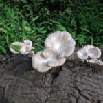 Nigerian Researchers Domesticate Wild Mushroom Using Sawdust Waste