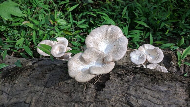 Nigerian Researchers Domesticate Wild Mushroom Using Sawdust Waste