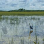 Erasing Natural Infrastructure: How U.S. Wetland Loss Triggered a $10 Billion Flood Insurance Surge