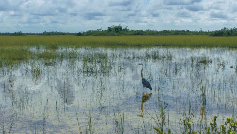 Erasing Natural Infrastructure: How U.S. Wetland Loss Triggered a $10 Billion Flood Insurance Surge