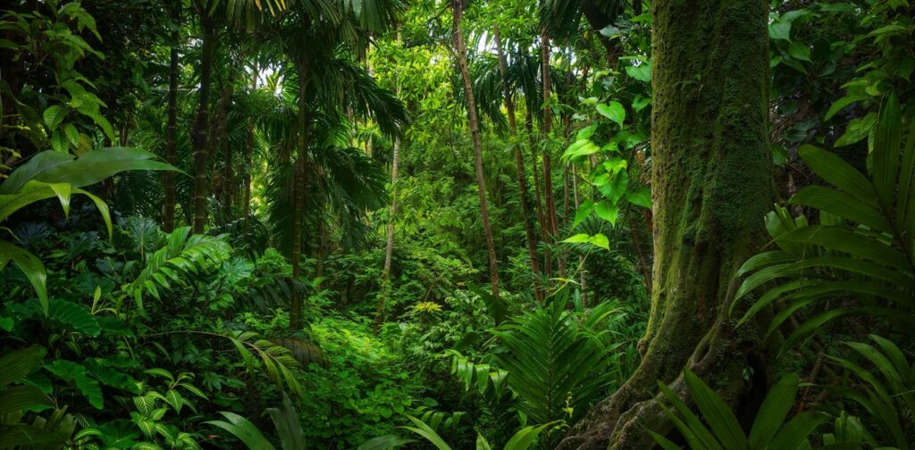 Collapsing Carbon Sinks Extreme El Niño Pushing Edge of Amazon Rainforest Past Evolutionary Limits