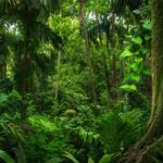 Collapsing Carbon Sinks Extreme El Niño Pushing Edge of Amazon Rainforest Past Evolutionary Limits