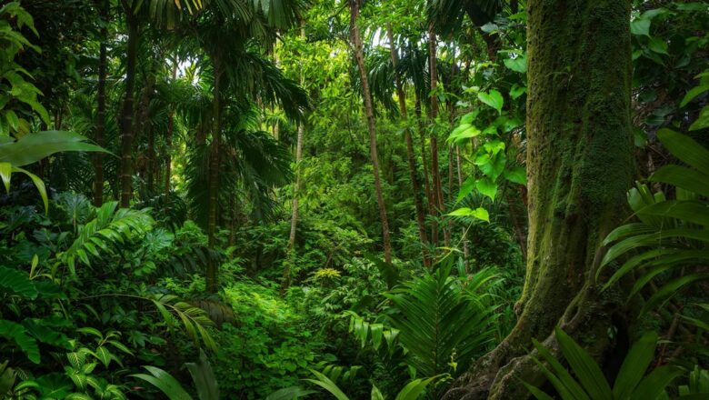 Collapsing Carbon Sinks Extreme El Niño Pushing Edge of Amazon Rainforest Past Evolutionary Limits