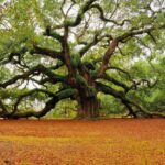 Study Finds Oak Trees Continue Absorbing Carbon Long After Growth Stops