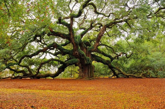 Study Finds Oak Trees Continue Absorbing Carbon Long After Growth Stops