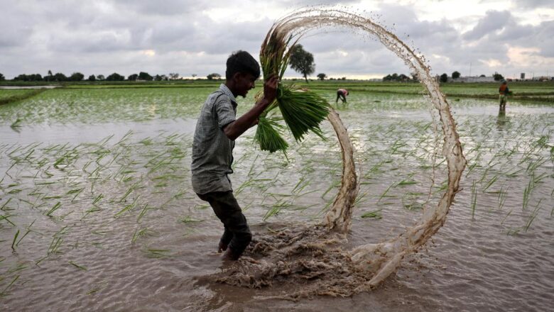 Monsoon Likely to Weaken Across Western, Southern India, Crop Sowing May Be Affected
