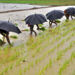 Monsoon Likely to Weaken Across Western, Southern India Crop Sowing May Be Affected