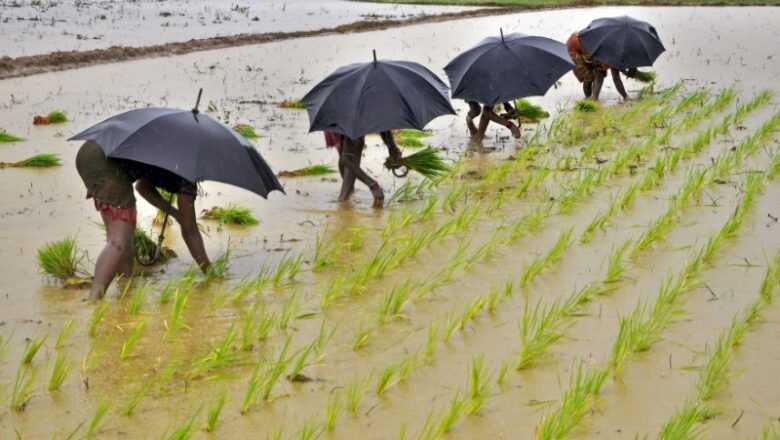 Monsoon Likely to Weaken Across Western, Southern India Crop Sowing May Be Affected