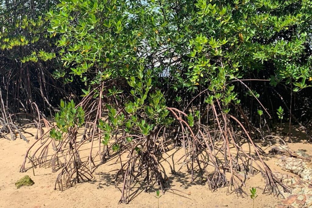 Southeast Asia Records Net Mangrove Growth After Decades of Decline, Study Finds