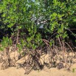 Southeast Asia Records Net Mangrove Growth After Decades of Decline, Study Finds