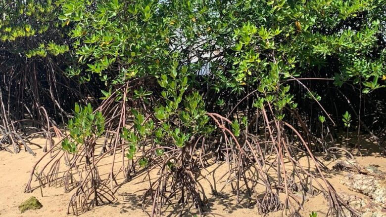 Southeast Asia Records Net Mangrove Growth After Decades of Decline, Study Finds