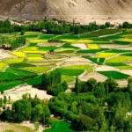 Glacier fed restoration transforms barren land into green fields in Leh
