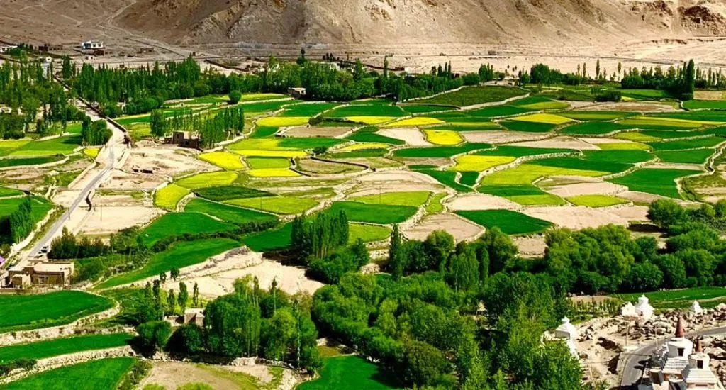 Glacier fed restoration transforms barren land into green fields in Leh