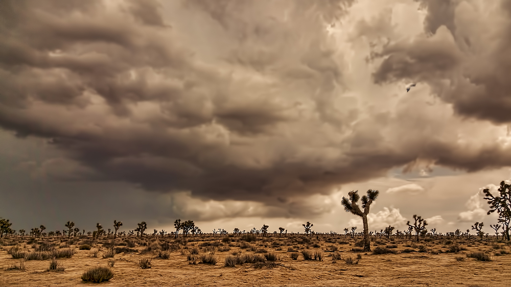WMO flags Global Sand Dust Storm Hotspots calls for Stronger Forecasting International Cooperation