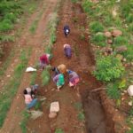 Experts Call For Ecosystem Specific Urban Restoration Over Mass Tree Plantation Drives