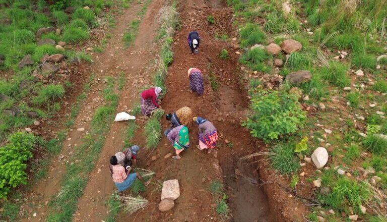 Experts Call For Ecosystem Specific Urban Restoration Over Mass Tree Plantation Drives