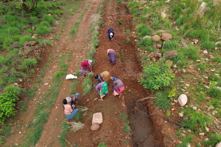 Experts Call For Ecosystem Specific Urban Restoration Over Mass Tree Plantation Drives