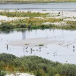 Yamuna Shrinks by 68% in Two Centuries Study Warns of Weakened Flood Resilience