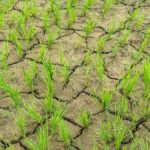 Shifting Monsoon Patterns Narrow Sowing Window for Rainfed Farmers: Experts Call for Better Local Advisory Systems