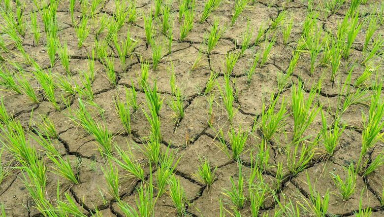Shifting Monsoon Patterns Narrow Sowing Window for Rainfed Farmers: Experts Call for Better Local Advisory Systems