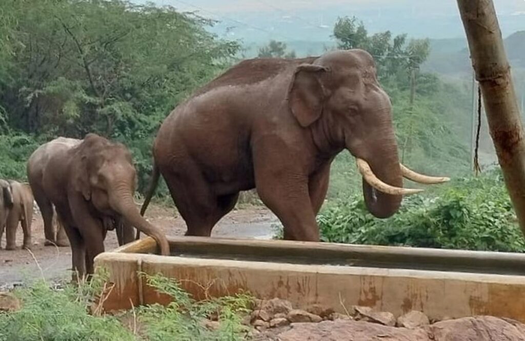 Forest Department Intensifies Measures to Reduce Human Elephant Conflict in Tamil Nadu’s Kadambur Hills