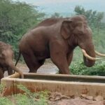 Forest Department Intensifies Measures to Reduce Human Elephant Conflict in Tamil Nadu’s Kadambur Hills