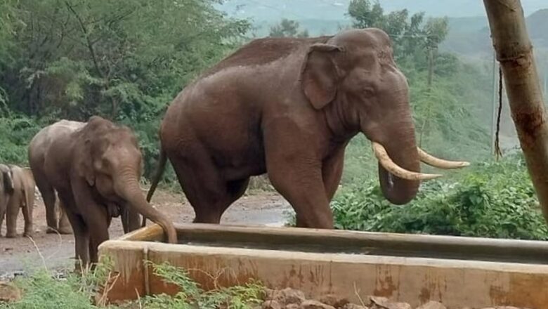Forest Department Intensifies Measures to Reduce Human Elephant Conflict in Tamil Nadu’s Kadambur Hills